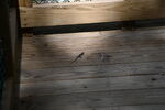 DSC_6907.JPG